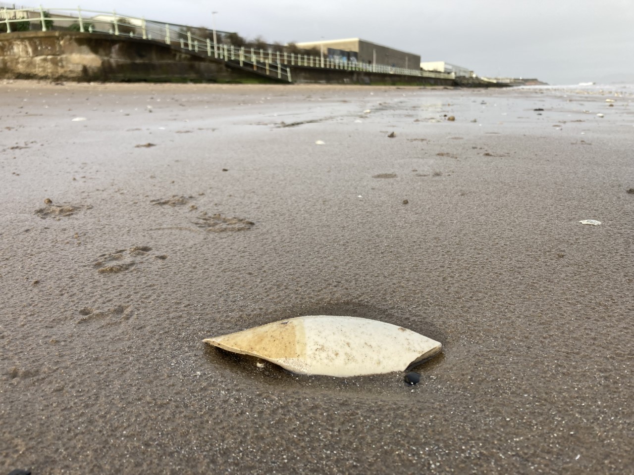 A photo of a broken piece of pottery sunken into the sand.