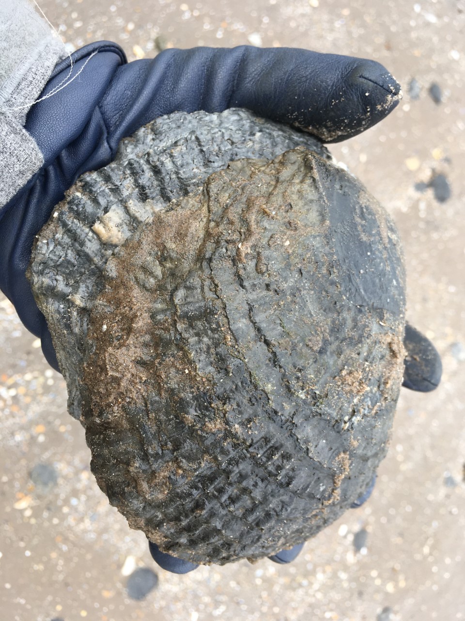 Photograph of an oyster shell on Seton Sands beach in somone's hand. In the background you can see the sand of the beach