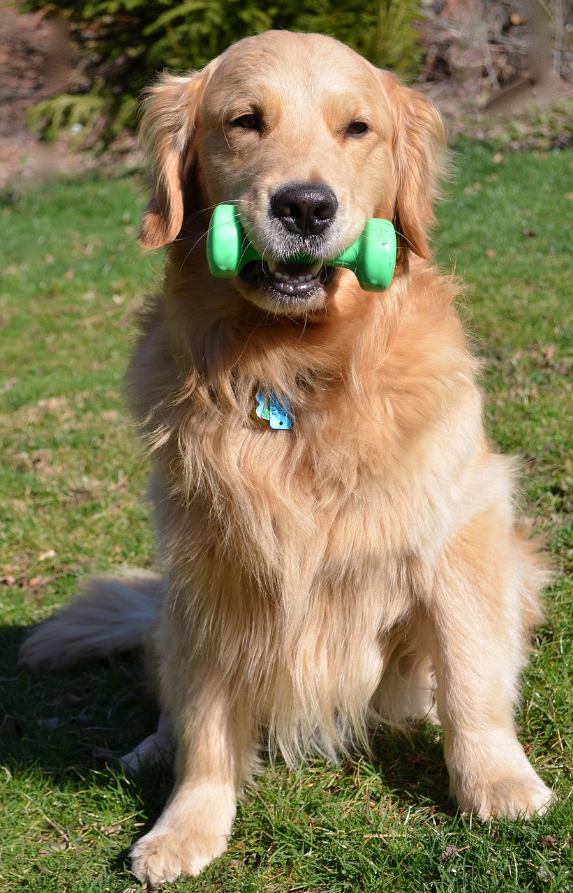 Photograph of a Golden Retriever sitting on the grass with a green toy in it's mouth. 