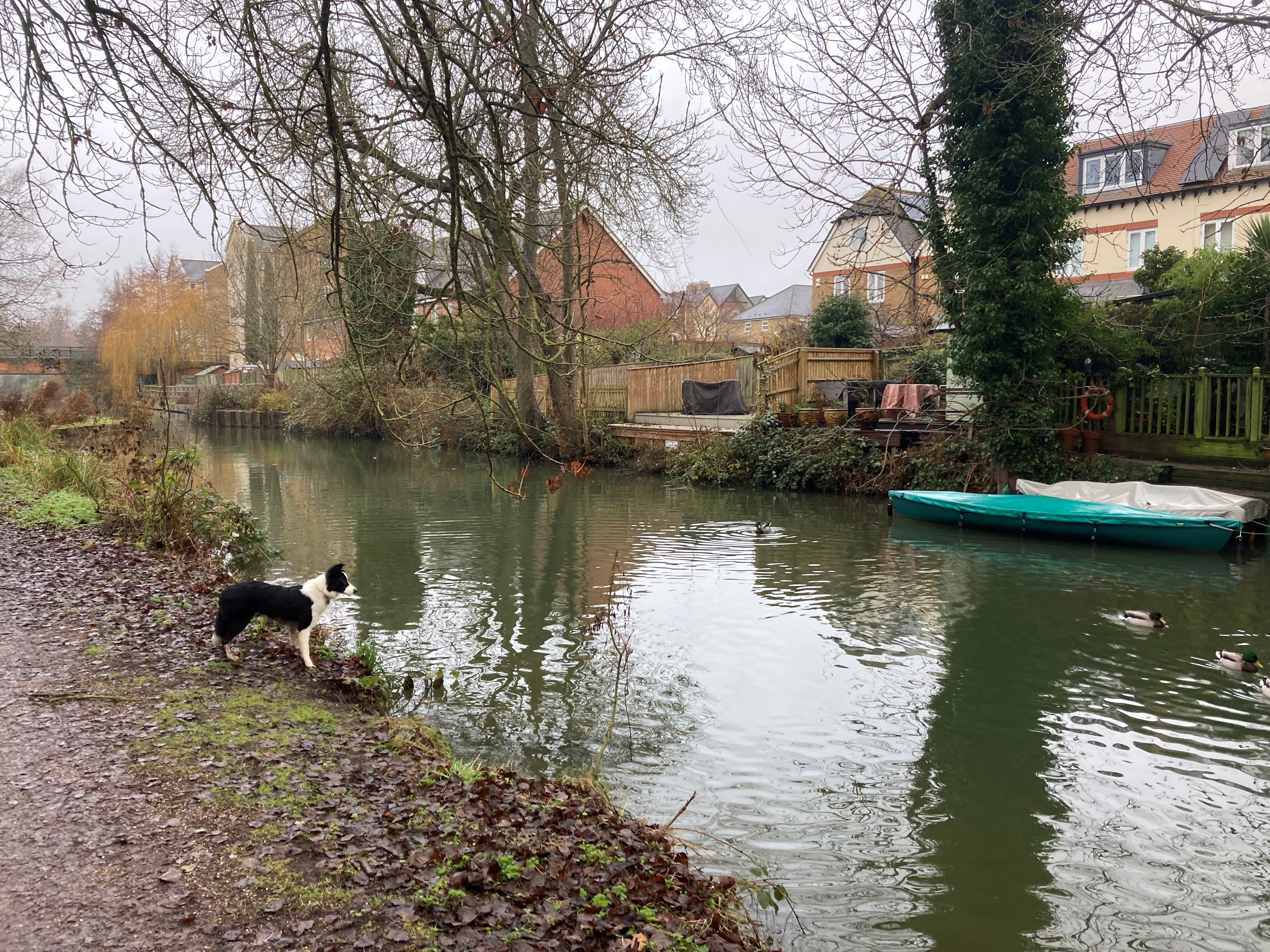 A Photo of a dog next to a river