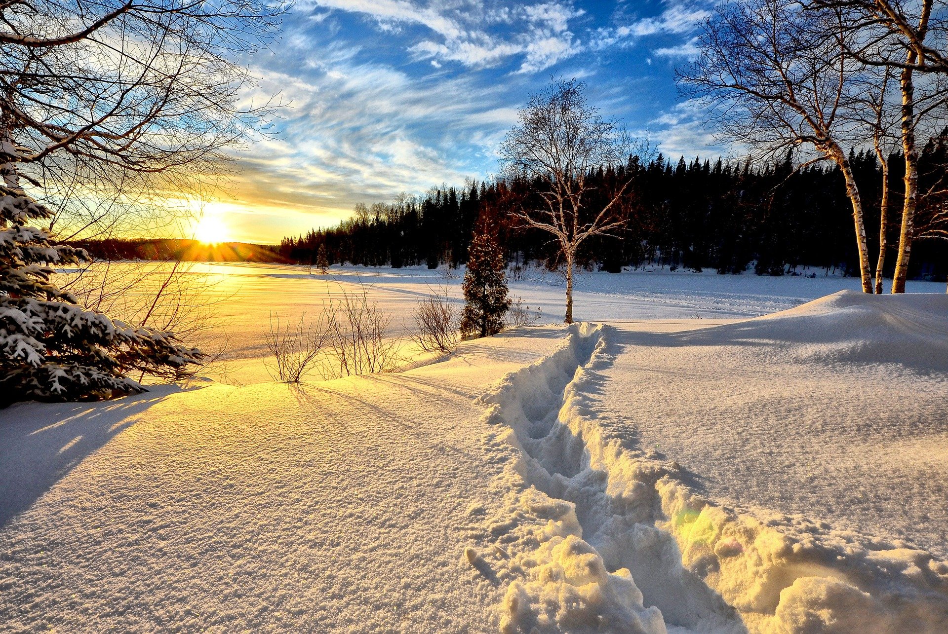 Landscape of trees and snow fall on the ground