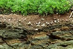 Photograph showing the different levels of the ground. With grass at the top, soil, roots of plants and rocks at the bottomlayer