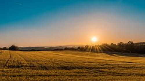 Photograph of the sun rising in the distance over a field with yellow flowers in it. 