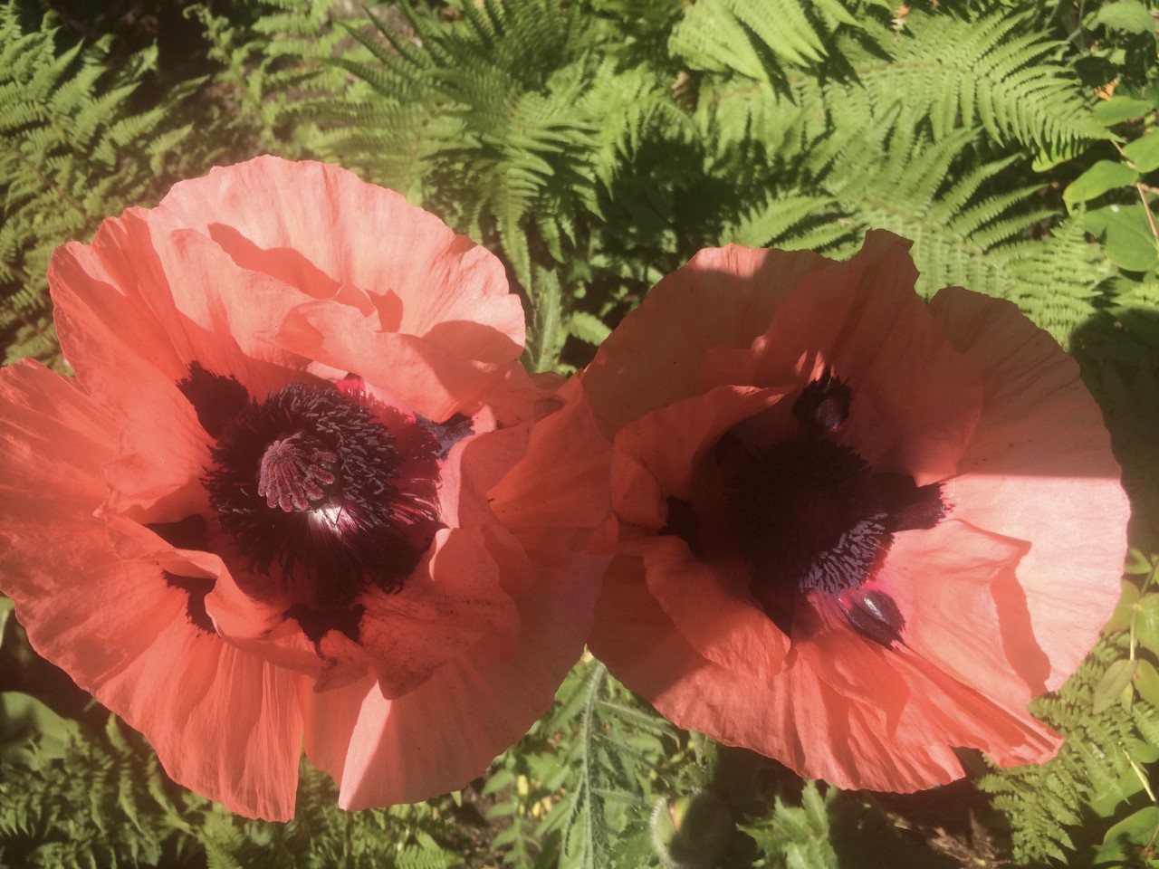 Photograph of two red and black oriental poppies, surrounded by green grass. 