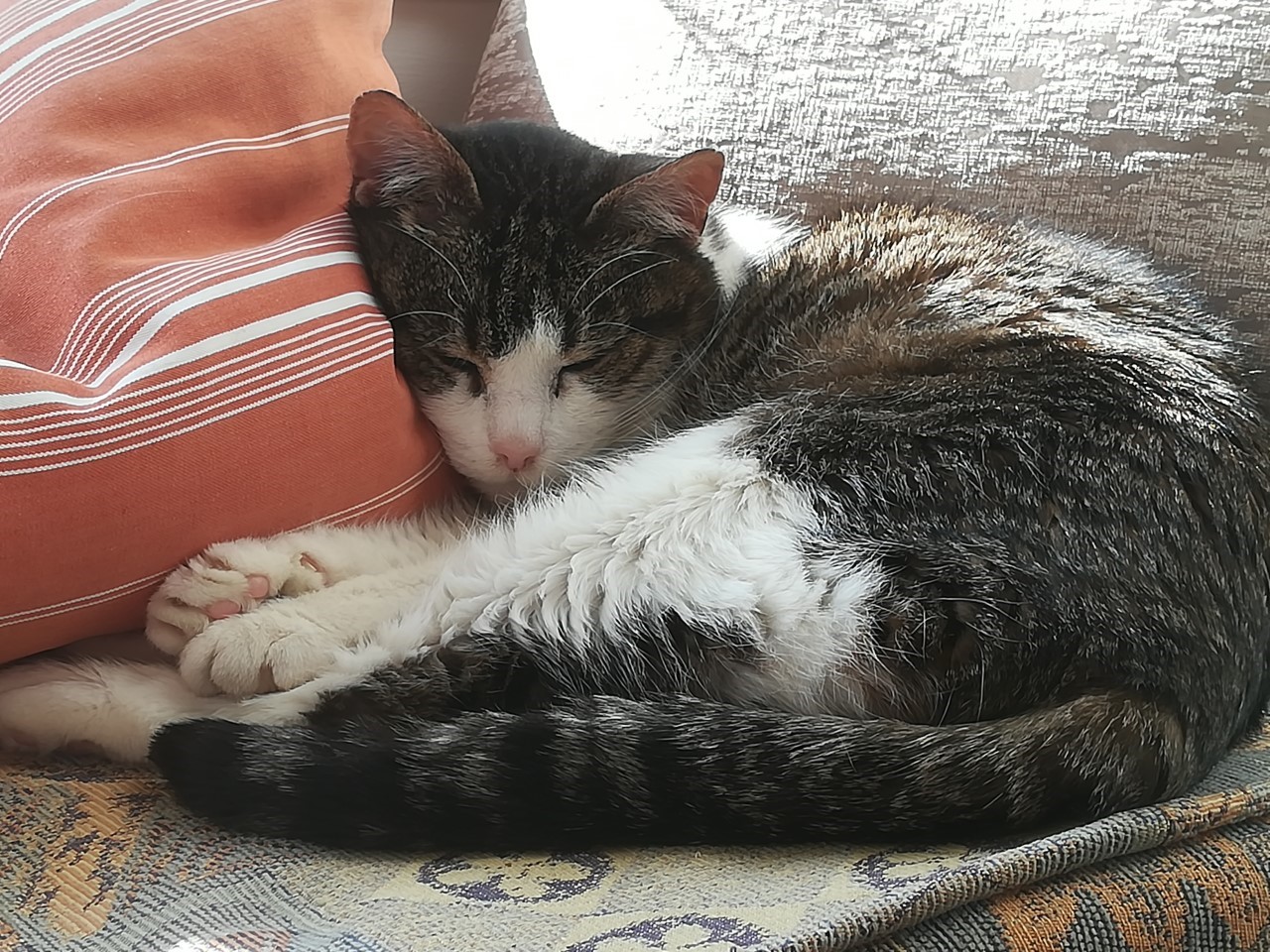 Photograph of a black and white cat sleeping on a cushion. 