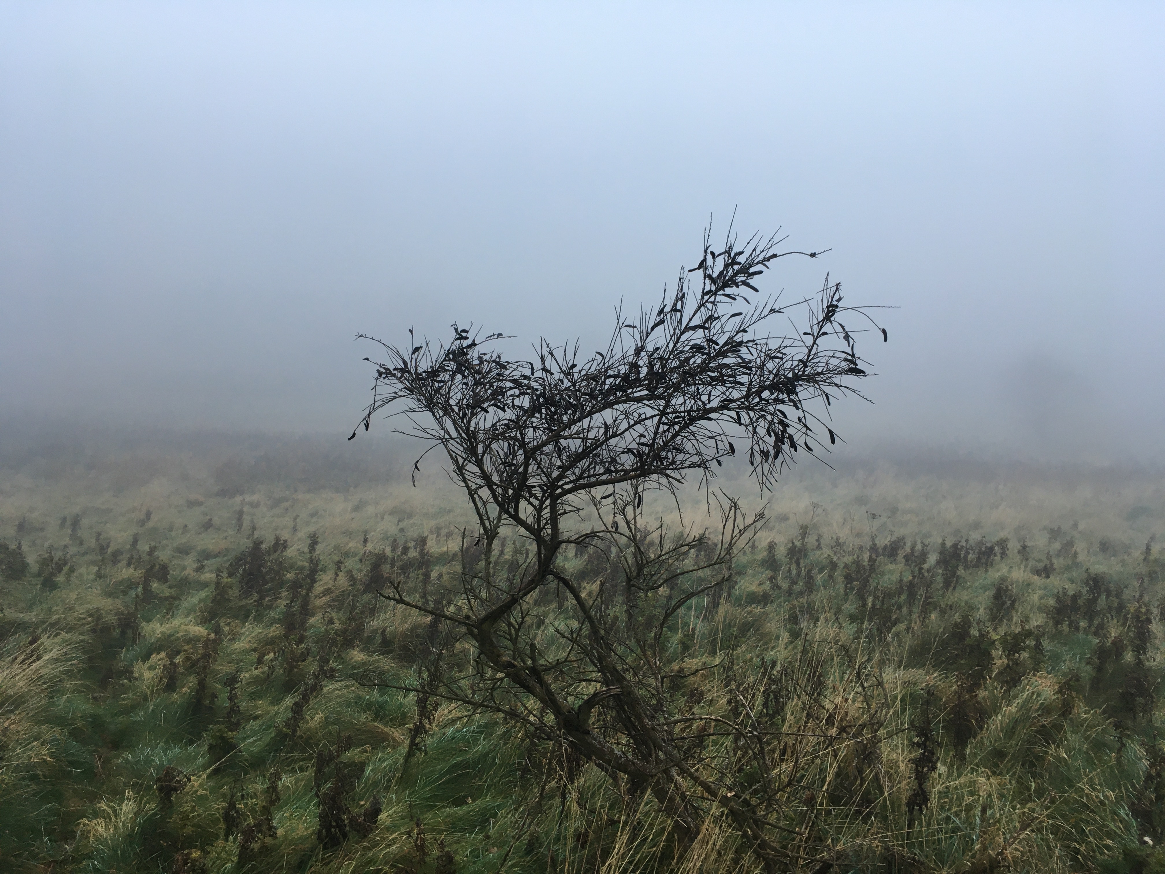 Photograph of a shrub with Haar in the background