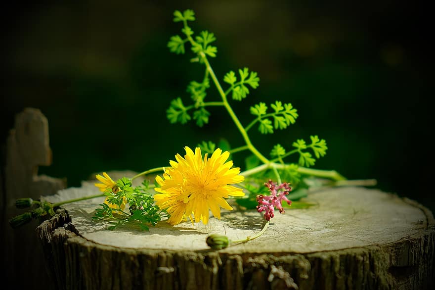 Photograph of a yellow dandelion lying on tree stump